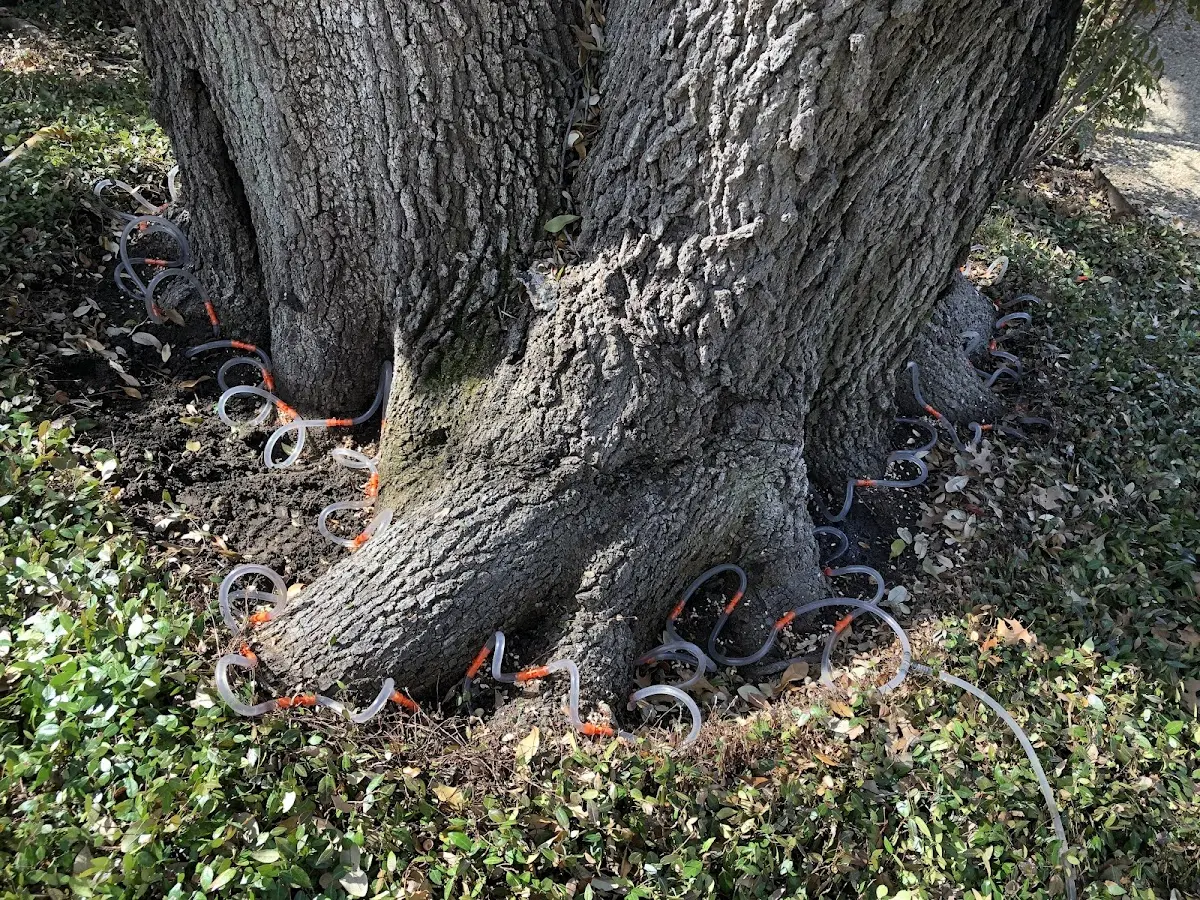 Detailed Shrub and Hedge Trimming job site in Bunch