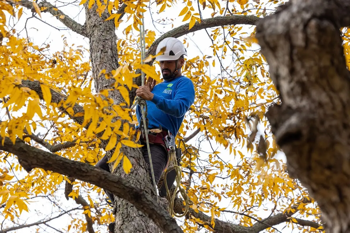 Skilled Tree Transplanting crew working in Bunch